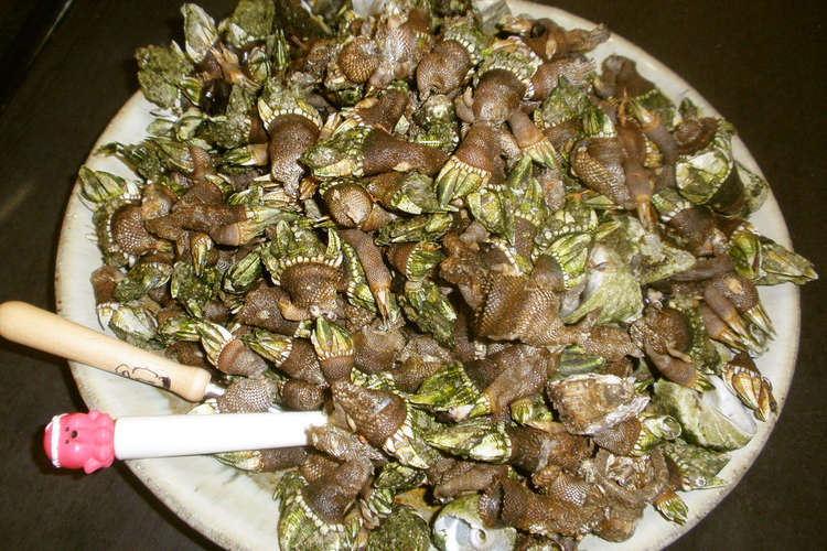 食べなきゃ損 超美味なカメノテの塩茹で レシピ 作り方 By まなげ クックパッド