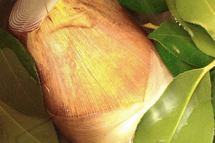 椿の葉で 簡単たけのこのあく抜き レシピ 作り方 By さじっと クックパッド 簡単おいしいみんなのレシピが354万品