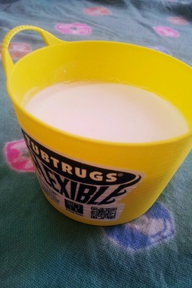バケツ☆ココナッツミルクプリンの巻