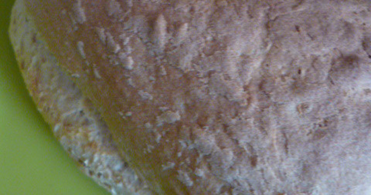 トスカーナのパンのレシピ