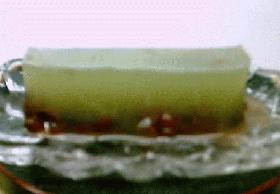 水藻