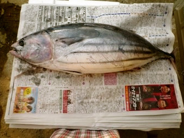 鰹丸ごと1匹のさばき方 レシピ 作り方 By 愛ちゃん家 クックパッド 簡単おいしいみんなのレシピが356万品