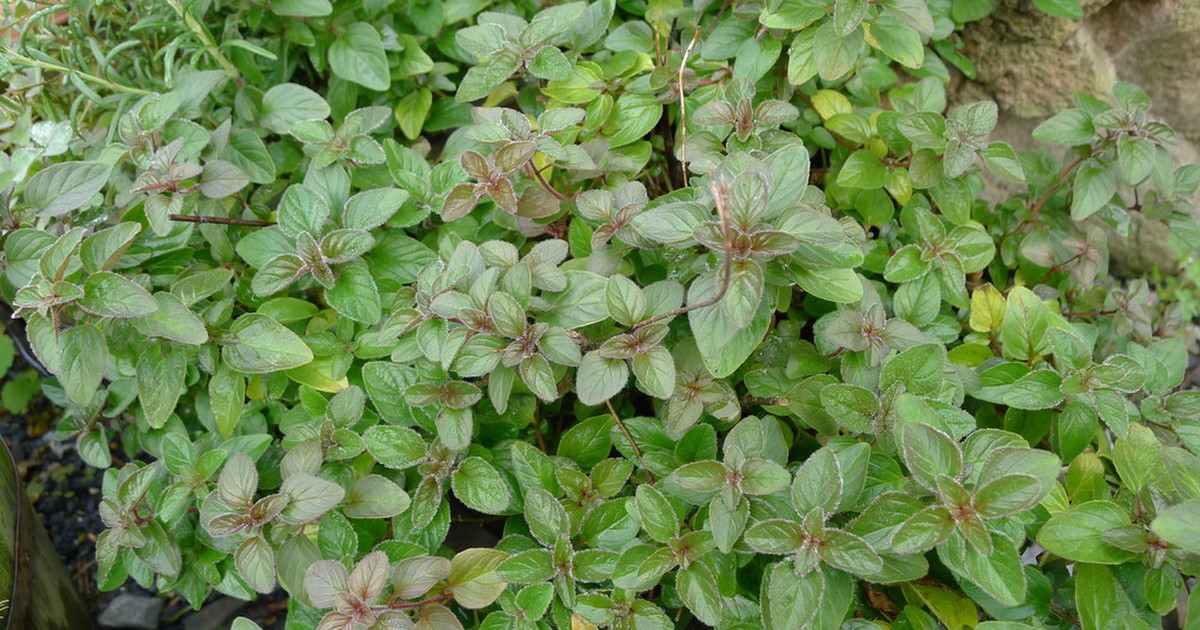 オレガノの保存方法 レシピ 作り方 By ハーモニーフォレスト クックパッド 簡単おいしいみんなのレシピが378万品