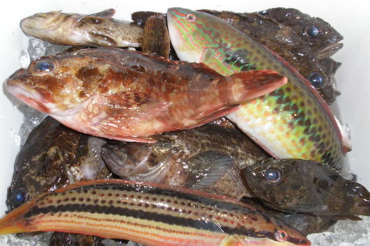 超簡単 ズボラ主婦の釣った魚の保存法 レシピ 作り方 By 黒鯛チヌ子 クックパッド