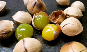 銀杏はトースターで10分！下処理も掲載！