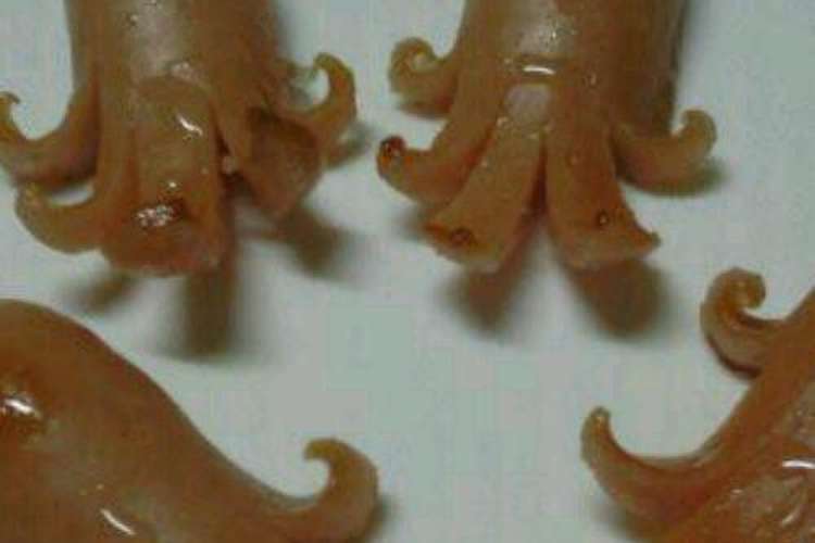 お弁当に 簡単タコさんウインナー レシピ 作り方 By 想たんママ クックパッド