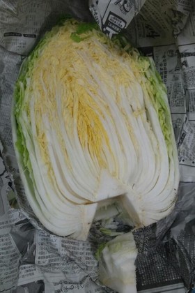 白菜の長持ち保存法
