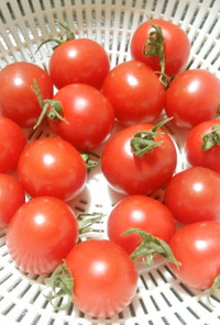 トマト農園伝授プチトマトの正しい保存方法