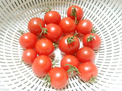 トマト農園伝授プチトマトの正しい保存方法の写真
