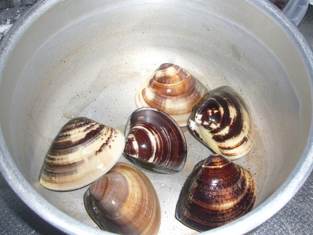 はまぐりの冷凍保存 レシピ 作り方 By Desertrose クックパッド 簡単おいしいみんなのレシピが356万品