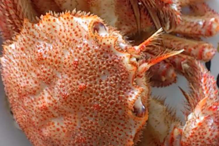 活カニの調理方法 レシピ 作り方 By フェナティ クックパッド