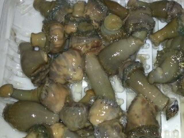 最新のhdイソギンチャク 食用 最高の花の画像