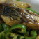 鯖の照焼き　カレー風味(275kcal)