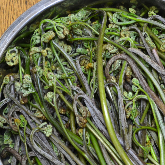 わらびのあく抜きと長期保存 レシピ 作り方 By Drumsticklover クックパッド 簡単おいしいみんなのレシピが357万品