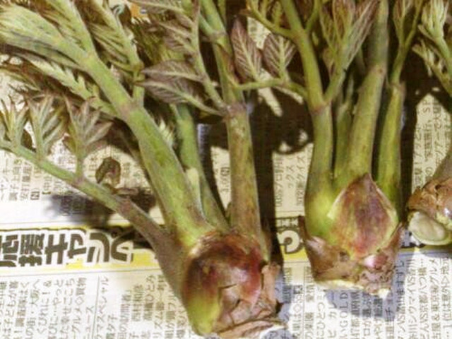 たらの芽の下ごしらえ レシピ 作り方 By ぶるーふぉれすと クックパッド 簡単おいしいみんなのレシピが349万品 たらの芽の下ごしらえ レシピ 作り方 By ぶるーふぉれすと クックパッド 簡単おいしいみんなのレシピが349万品