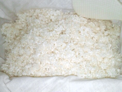 お休みの土日と使って米麹作りの画像