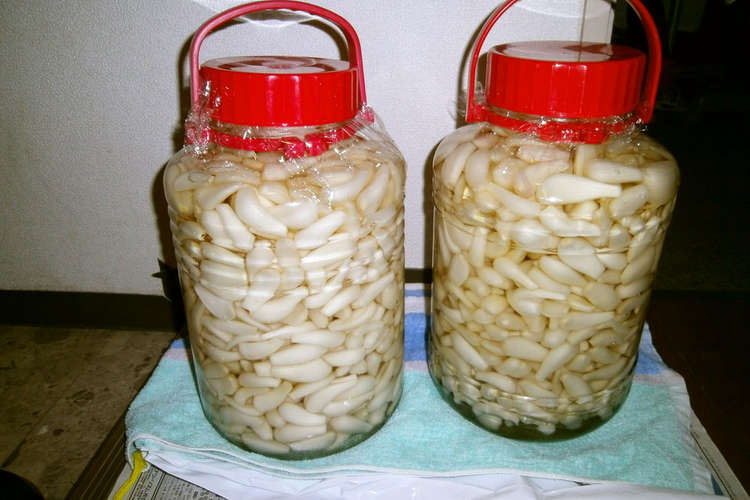 らっきょう漬け レシピ 作り方 By ぶぶぶちゃ クックパッド 簡単おいしいみんなのレシピが360万品