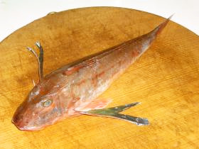 魴鯡(ホウボウ)の刺身