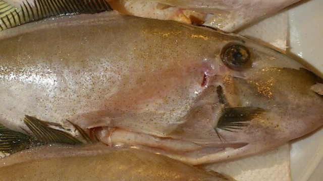 かんたん カワハギの 皮剥ぎ レシピ 作り方 By ぴぎーぽん クックパッド 簡単おいしいみんなのレシピが361万品