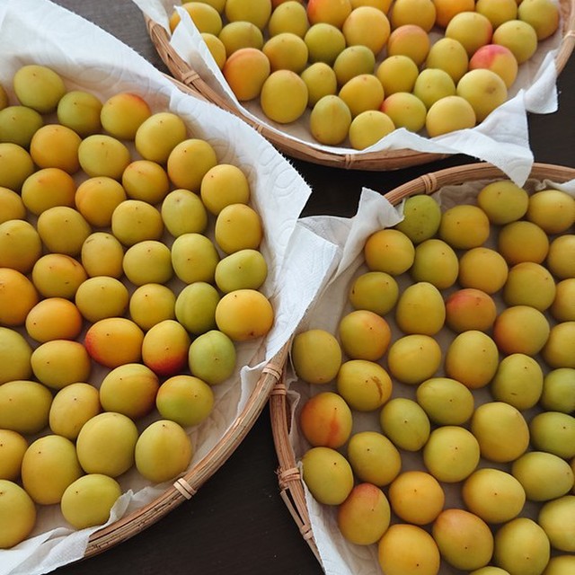 昔ながらの梅干 の作り方 レシピ 作り方 By Mahoちん クックパッド 簡単おいしいみんなのレシピが373万品