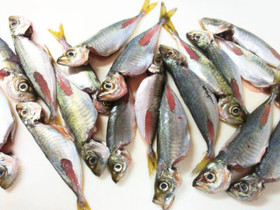 私流・小あじ(豆あじ)の下処理・さばき方