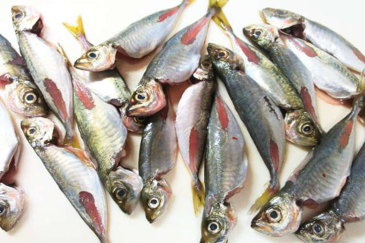 私流・小あじ(豆あじ)の下処理・さばき方