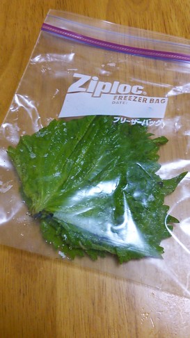 *ズボラだけど1か月もつ♪大葉の保存*