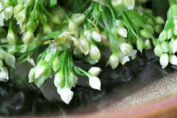 ニラの花のおひたし レシピ 作り方 By 忠犬 大吉 クックパッド 簡単おいしいみんなのレシピが358万品