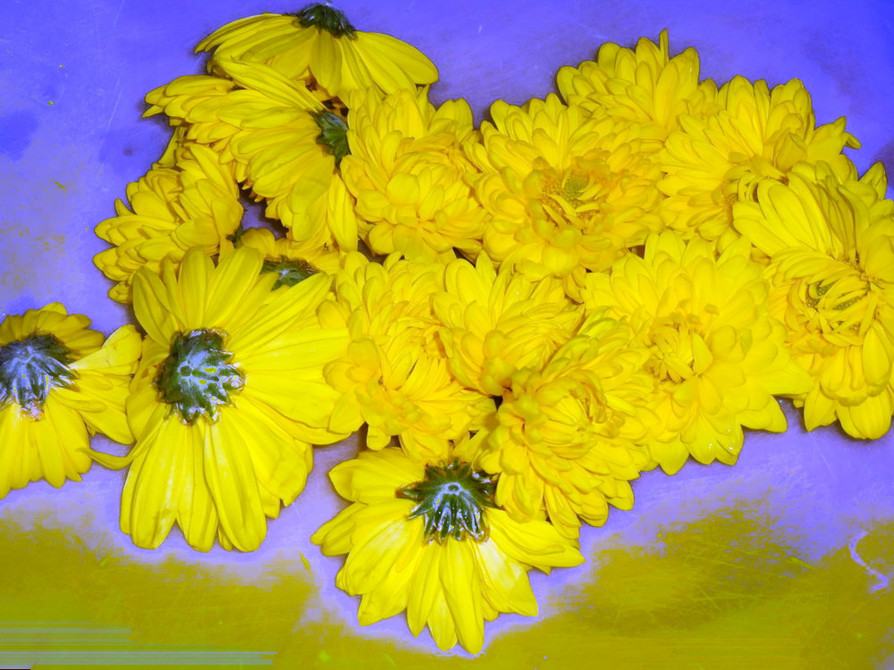 菊の花の茹で方♡の画像