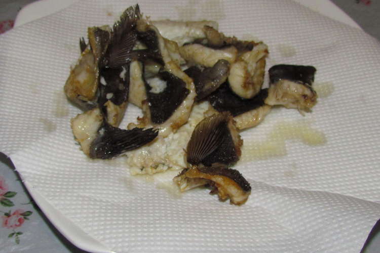 超かんたん 日本一の石鯛のてんぷら レシピ 作り方 By ヒーリングフライｃｄ クックパッド 簡単おいしいみんなのレシピが361万品