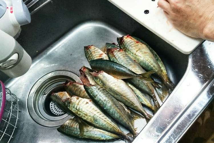 マグロ漁師さんの本格簡単アジさばき方 レシピ 作り方 By ぺトロ クックパッド 簡単おいしいみんなのレシピが378万品