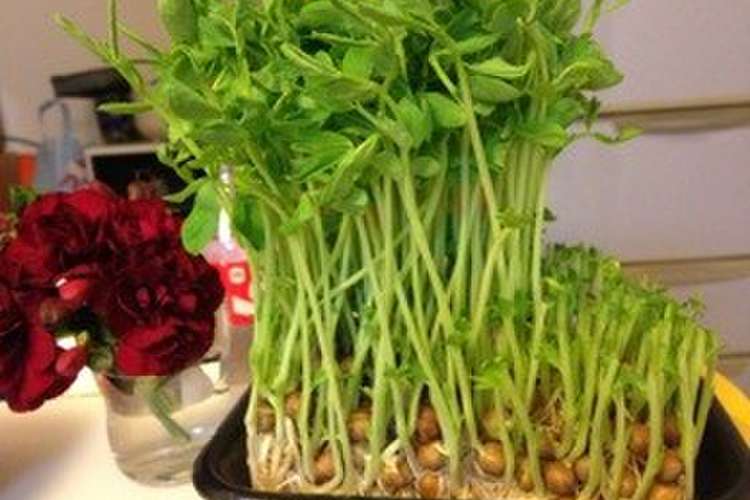 豆苗の育て方 レシピ 作り方 By ほのチャンmama クックパッド 簡単おいしいみんなのレシピが371万品