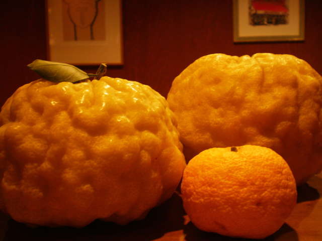 最高かつ最も包括的な鬼 ゆず 最高の花の画像