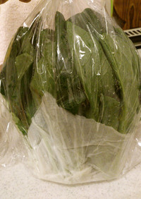 葉物野菜のおすすめ冷蔵保存方法