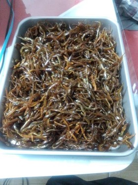 初めてでも大丈夫☆いかなごの釘煮