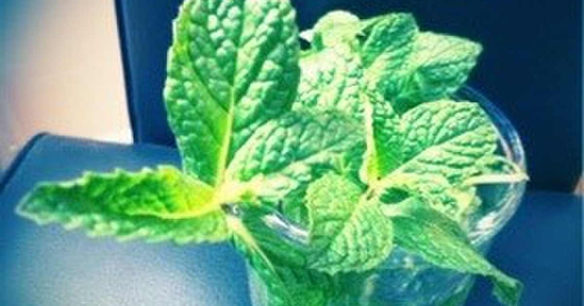 ミントの葉 保存法 レシピ 作り方 By 栗丸うさぎ クックパッド 簡単おいしいみんなのレシピが371万品