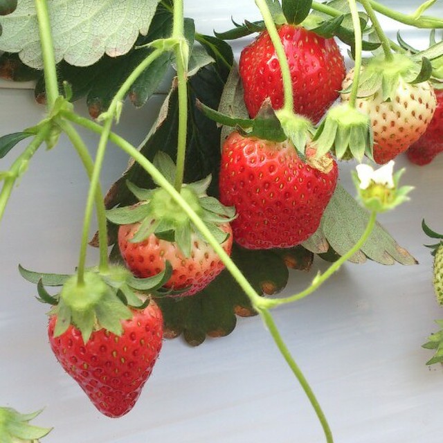 いちご食べ方 レシピ 作り方 By まーーるぱーか クックパッド 簡単おいしいみんなのレシピが354万品