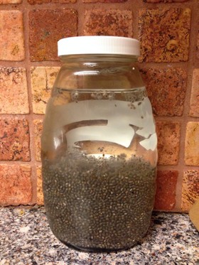 チアシードChia Seed の 使い方