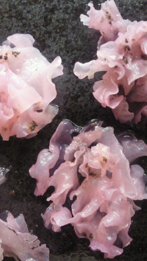 白きくらげ・梅ゆかりで！桜花びら風酢の物の画像