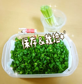 エコ 万能ねぎ 保存 栽培しよ By ゆのち クックパッド