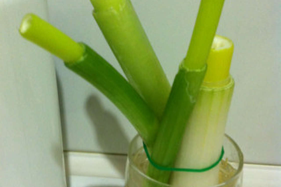 九条ネギの栽培 レシピ 作り方 By Atsuryoku鍋 クックパッド 簡単おいしいみんなのレシピが379万品