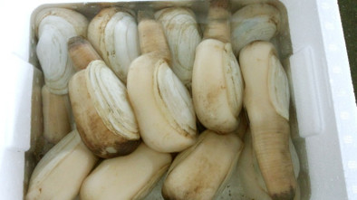 白ミル貝（ナミガイ）のさばき方(下処理)の写真