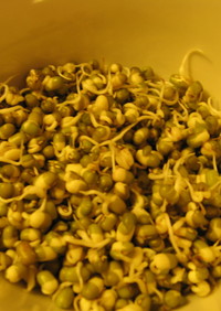 ムング豆の発芽サラダ