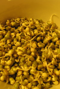 ムング豆の発芽サラダ