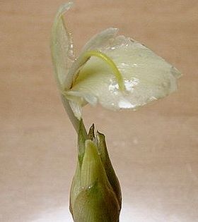 夏のハーブ☆茗荷を美味しく食べよう