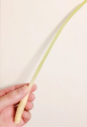 葉生姜の茎、食べられるんです！の画像