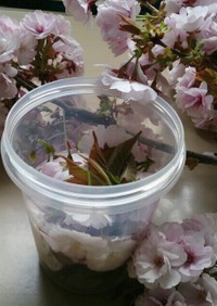 春の幸せ…桜酵母