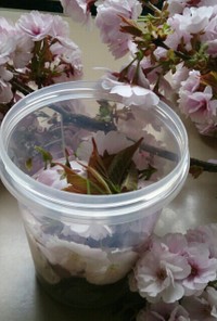 春の幸せ…桜酵母