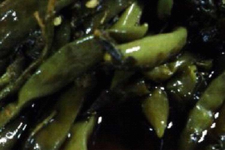 激辛 葉唐辛子 ご飯のお供に レシピ 作り方 By つな たーぴー クックパッド 簡単おいしいみんなのレシピが356万品