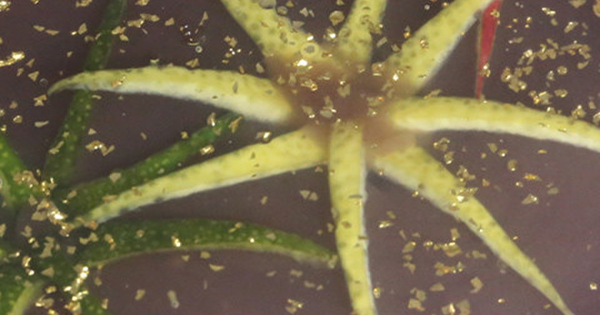 花火ゼリー レシピ 作り方 By Decocookie クックパッド 簡単おいしいみんなのレシピが373万品